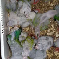 گرینچیک سرلاکی اکستریم