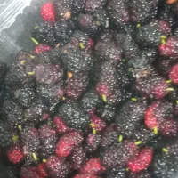 توت قرمز