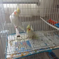 یک جفت عروس هلندی
