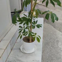 شفلر