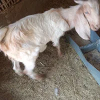 بز دورگ پاکستانی  شیرا میبد