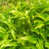 خدمات باغبانی کرج هرس و سمپاشی
