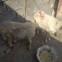 میش و بره