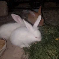 خرگوش لپ