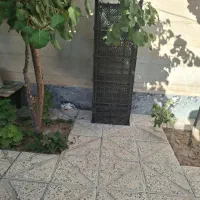 سبد میوه و گوجه