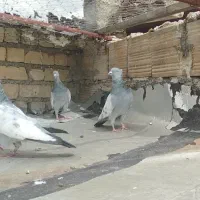 کفتر بهبهانی