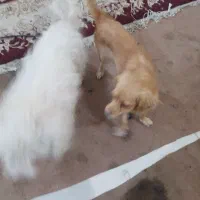 سگ پشمالو و پاکوتا