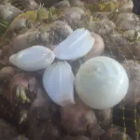 پیاز سرخ کردنی به وزن حدود ۵۰۰ کیلوگرم کلی