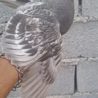 دغاغله