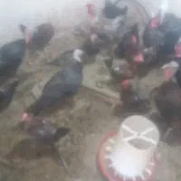 مرغ محلی