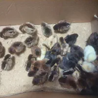 جوجه محلی موجود شد
