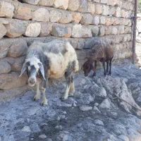 فروش ۲عدد میش