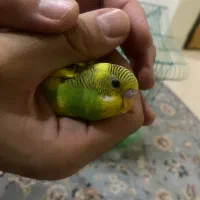 مرغ عشق نر
