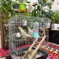 یک جفت عروس هلندی