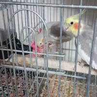 یک جفت عروس آهویی سالم