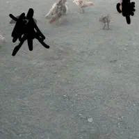 مرغ و خروس