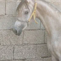 اسب عرب