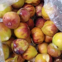 انجیر تازه