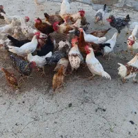 خروس|حیوانات مزرعه|چرداول, |دیوار