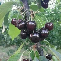 گیلاس سیاه و زرد