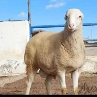 قصاب سیار در پرند فاز ۱۲۳۴۵۶