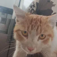 گربه