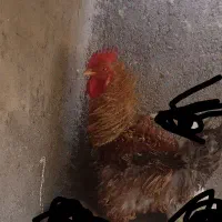 خروس