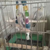 عروس هلندی