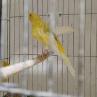 قناری ماده سوپر