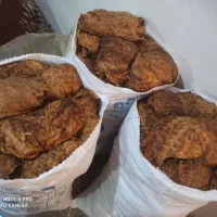 تن باک بنیاد