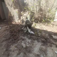 سگ افغان ماده ۳ماهه