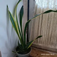 گل سانسوریا