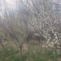 باغ|فروش زمین و ملک کلنگی|مشهد, ترمینال|دیوار