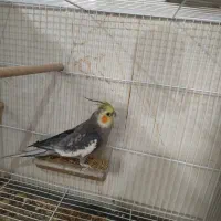 جفت عروس هلندی جوجه دونه خور نر ماده بالغ سخن گو