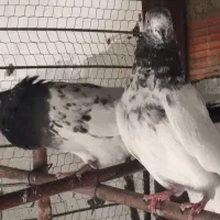 فروش کبوتر