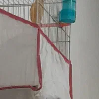 قناری مست خون