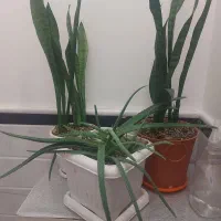 گل های سانسوریا