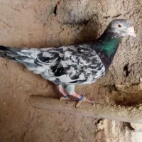 هفت رنگ خطی نر