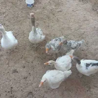 قاز 2 ماهه