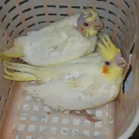 عروس هلندی
