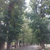۱۰۰۰مترباغچه سعیدآباد
