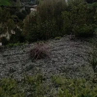 یک بیشه چنار