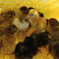 جوجه یکروزه گلپایگانی