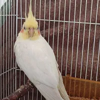 عروس هلندی نر و ماده نیمه دستی