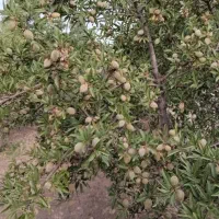 باغچه