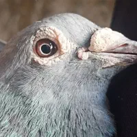 جوجه آردن چاپی