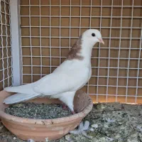 جوجه کفتر