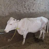 گاو شیری