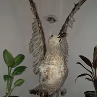 کلکسیونی بسیار قشنگ