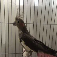 عروس هلندی سالم
